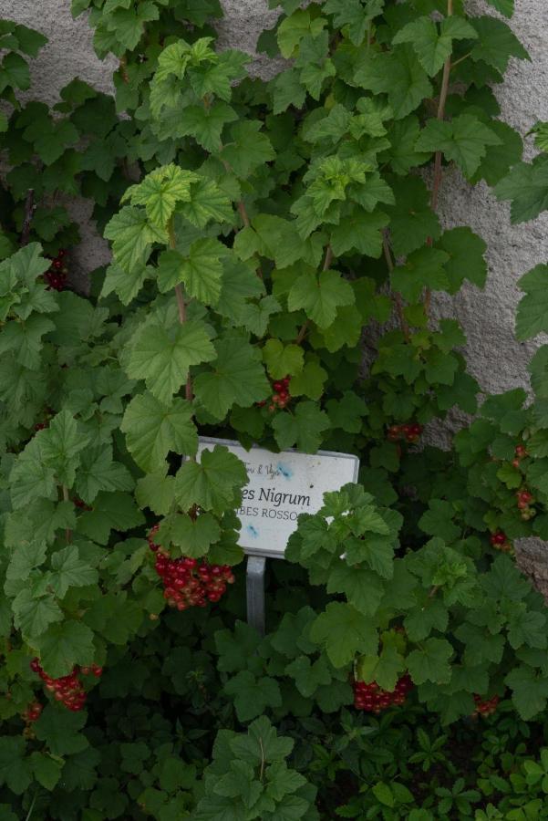 Вілла Fiori&Vigne Di Cecilia Marcon Farra di Soligo Екстер'єр фото